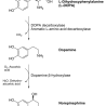 500px-catecholamines_biosynthesis.svg